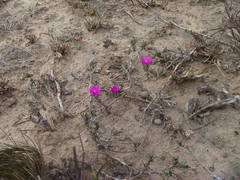 Trichodiadema orientale