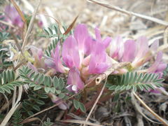 Astragalus crassicarpus