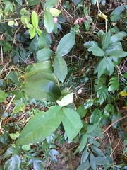 Ixora philippinensis