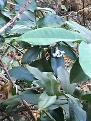Ixora philippinensis