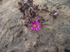 Trichodiadema rupicola