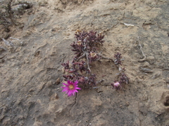 Trichodiadema rupicola