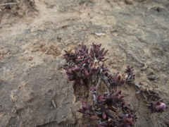 Trichodiadema rupicola