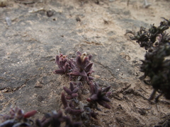 Trichodiadema rupicola