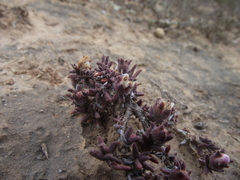 Trichodiadema rupicola