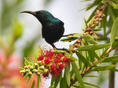 Cinnyris asiaticus