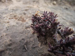 Trichodiadema rupicola