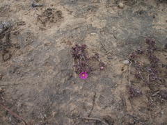 Trichodiadema rupicola