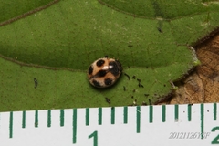 Platynaspis maculosa