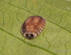 Platynaspis maculosa