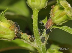 Platynaspis maculosa