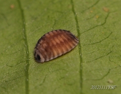 Platynaspis maculosa