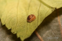 Platynaspis maculosa