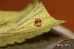 Platynaspis maculosa