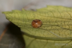 Platynaspis maculosa