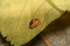 Platynaspis maculosa