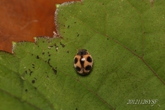 Platynaspis maculosa