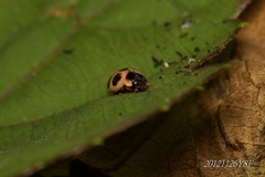 Platynaspis maculosa