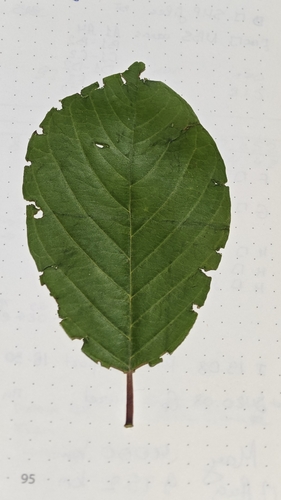 alder buckthorn