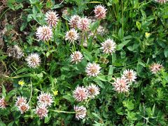 Trifolium ambiguum