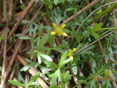 Ranunculus amphitrichus