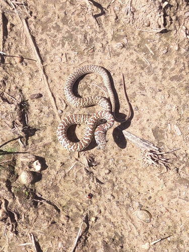 Eastern Yellow-bellied Racer