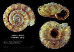 Laomarex minuta