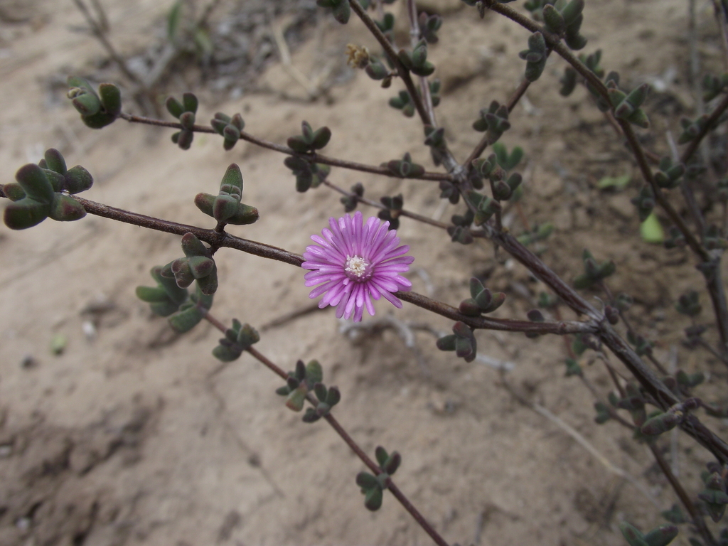 Drosanthemum dipageae
