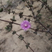 Drosanthemum dipageae - Photo (c) Luc Strydom, some rights reserved (CC BY-NC), uploaded by Luc Strydom