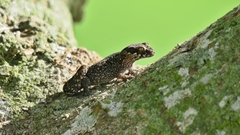 Pachydactylus maculatus