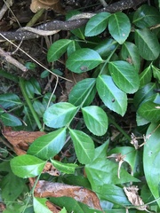 Euonymus spraguei