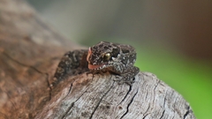 Pachydactylus maculatus