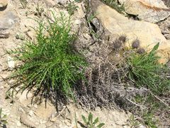 Ptilostemon echinocephalus