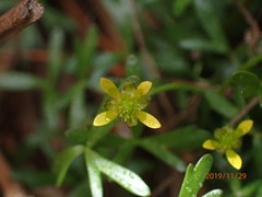 Ranunculus amphitrichus