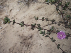 Drosanthemum dipageae