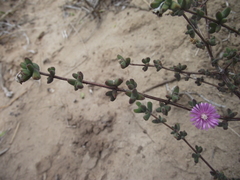Drosanthemum dipageae