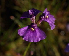 Utricularia beaugleholei