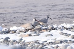 Ibidorhyncha struthersii