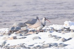 Ibidorhyncha struthersii