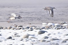 Ibidorhyncha struthersii