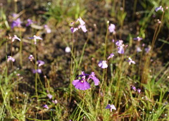 Utricularia beaugleholei