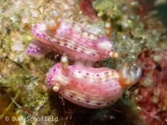 Hypselodoris