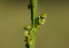 Microtis orbicularis