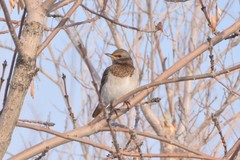 Turdus ruficollis