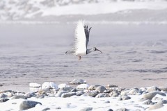 Ibidorhyncha struthersii