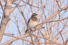 Turdus ruficollis
