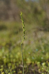 Microtis orbicularis