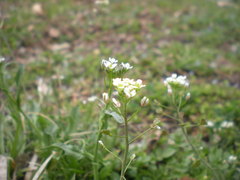 Capsella bursa-pastoris