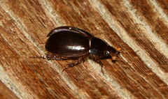 Hybosorinae