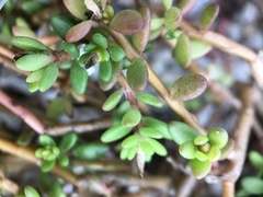 Portulaca psammotropha